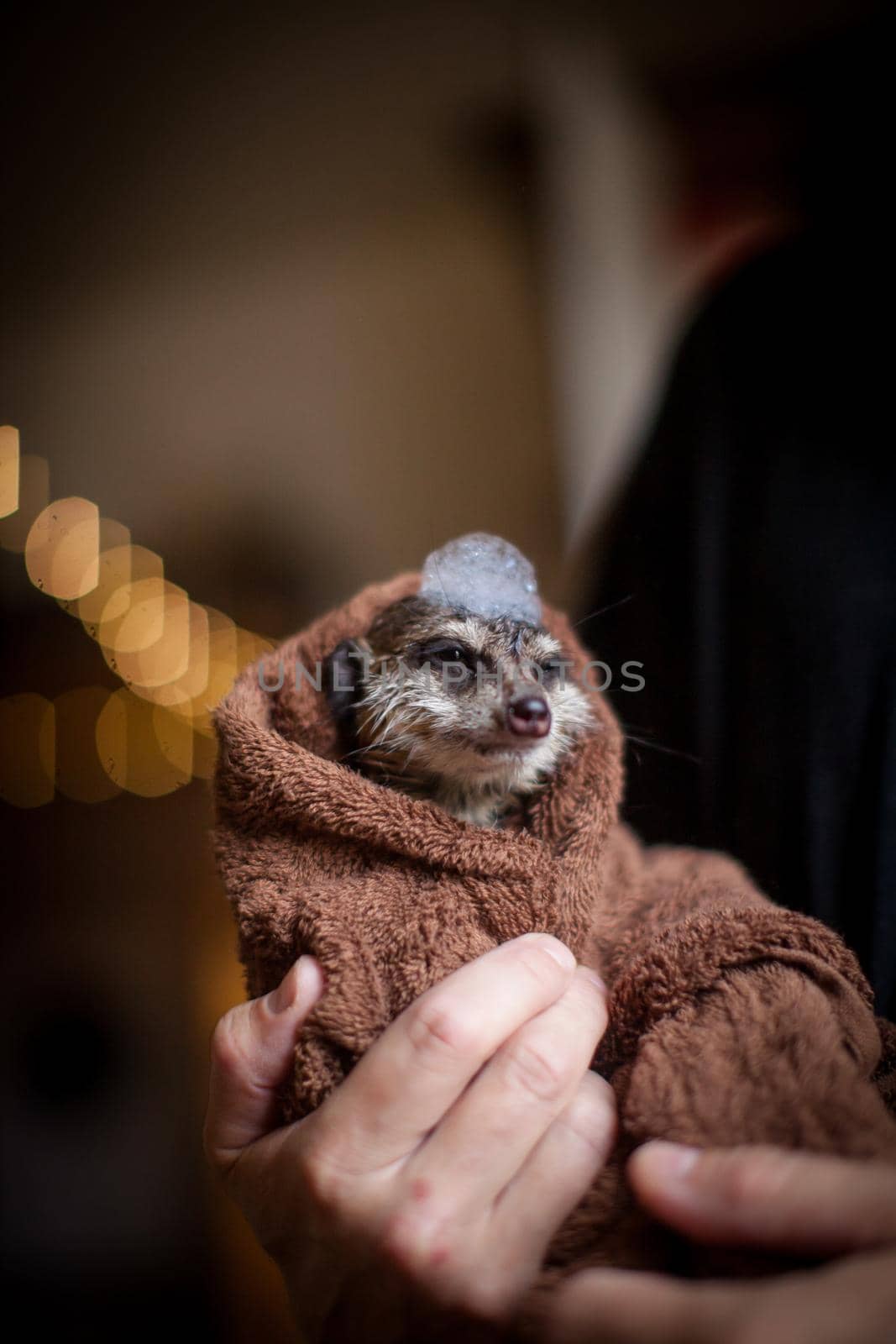 The meerkat or suricate, Suricata suricatta, takingbath at home