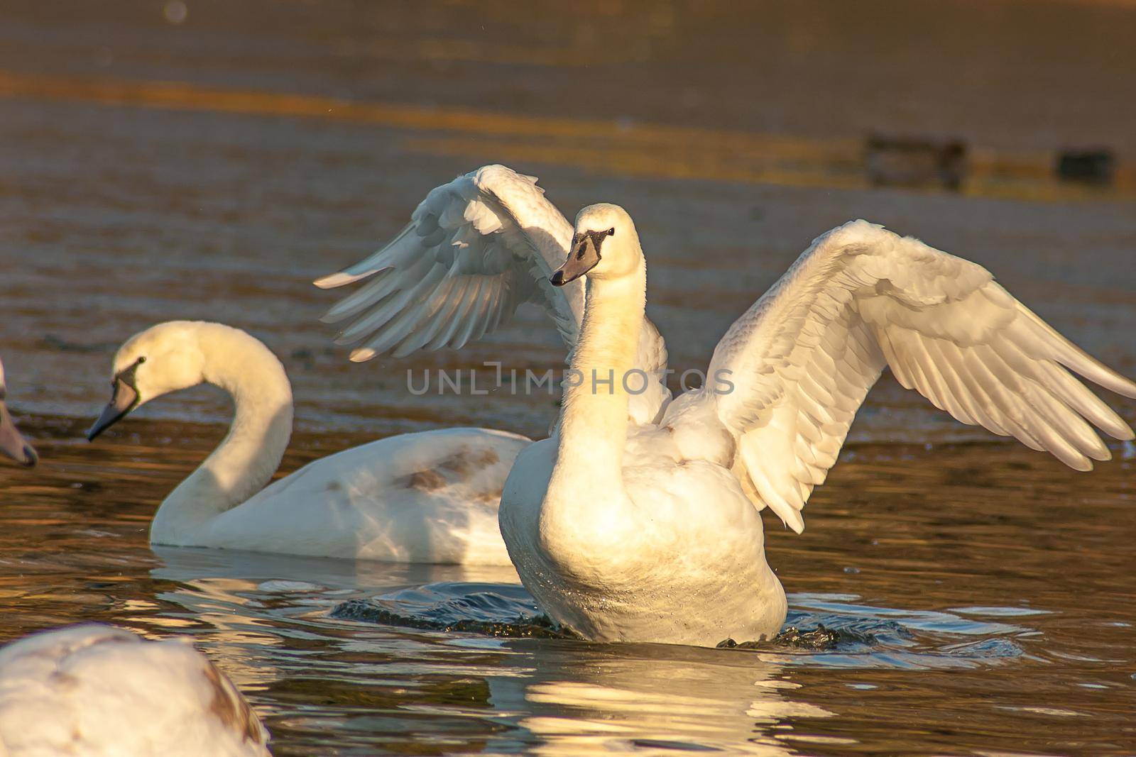 beautiful goose and swan on blue lake water in sunny day during summer, swans on pond, nature series in the park birmingham uk