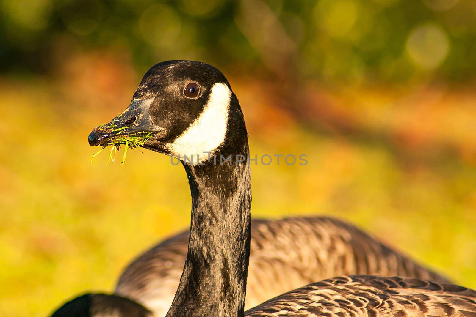 beautiful goose and swan on blue lake water in sunny day during summer, swans on pond, nature series in the park birmingham uk