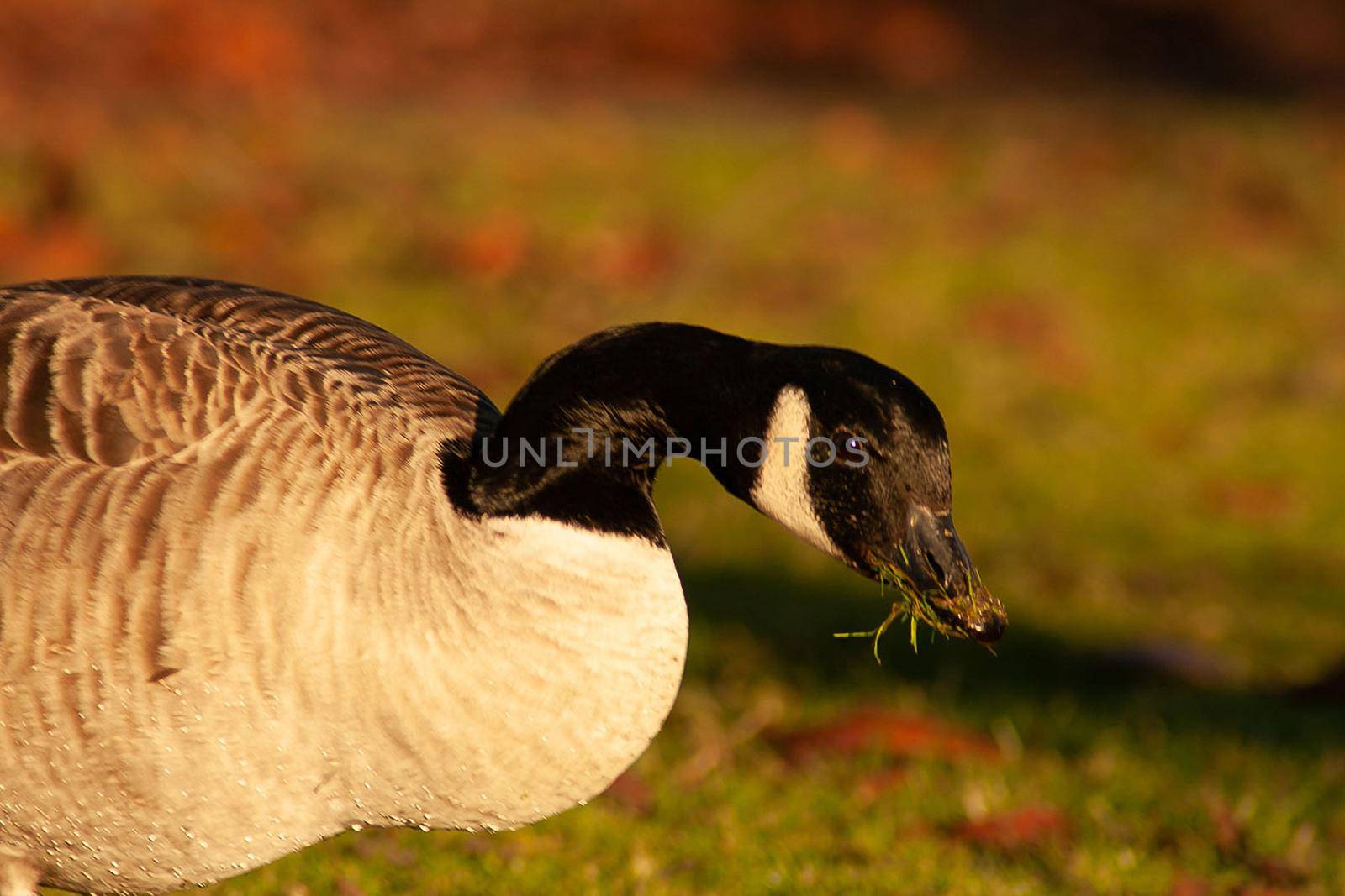 beautiful goose and swan on blue lake water in sunny day during summer, swans on pond, nature series in the park birmingham uk