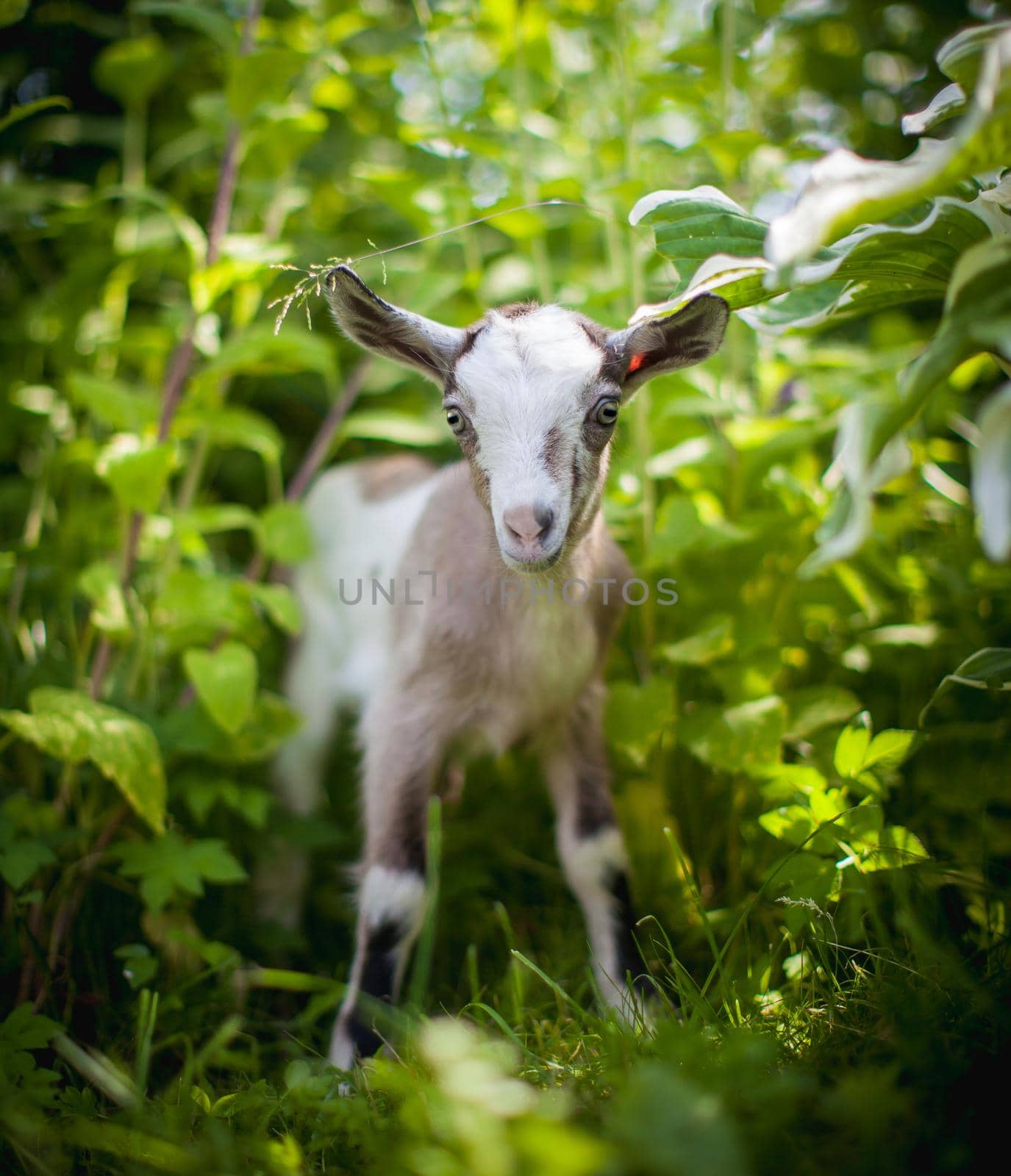 Cute young grey goatling standing in a garden