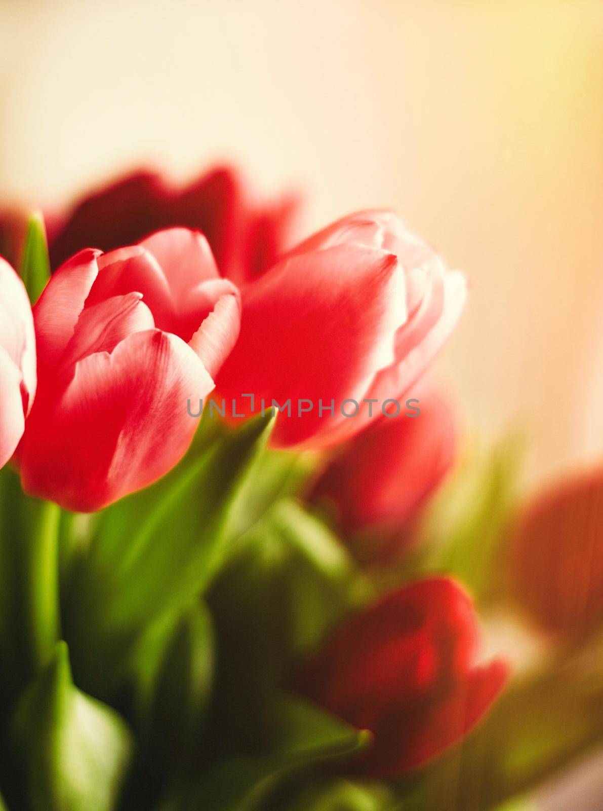 Bouquet of tulips in bloom - mothers day, springtime and international womens day concept. Brighten up your home with flowers