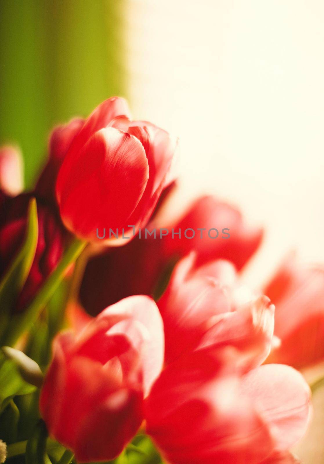 Bouquet of tulips in bloom - mothers day, springtime and international womens day concept. Brighten up your home with flowers