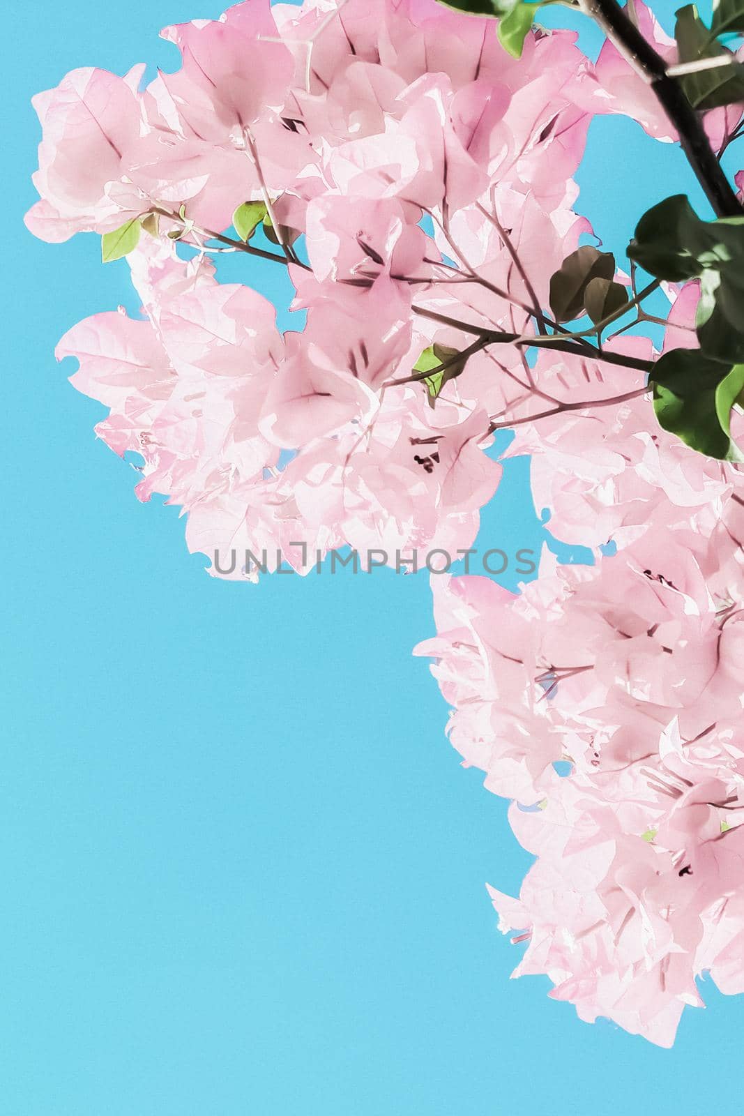 Pastel pink blooming flowers and blue sky in a dream garden, floral background by Anneleven