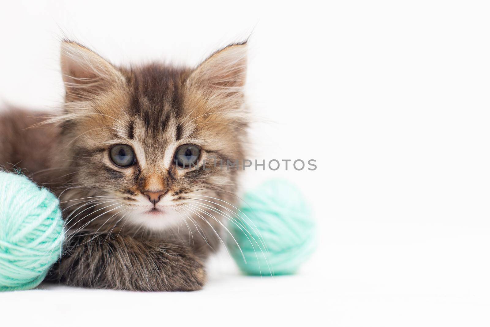 Striped cat with blue balls, skeins of thread on a white bed. An article about kittens. An article about pets. A curious little kitten looking into the camera. Cat