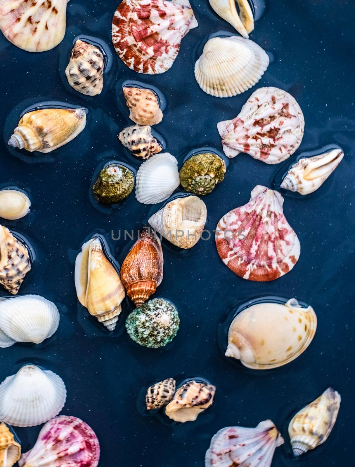 Sea shell background, summertime destination and beach holiday travel card by Anneleven