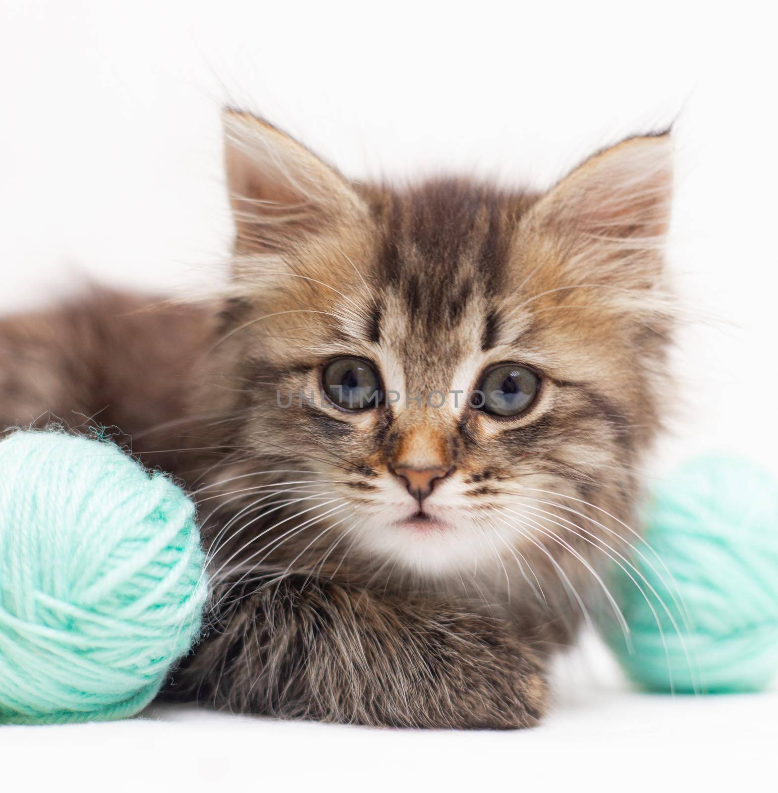 Striped cat with blue balls, skeins of thread on a white bed. An article about kittens. An article about pets. A curious little kitten looking into the camera. Cat