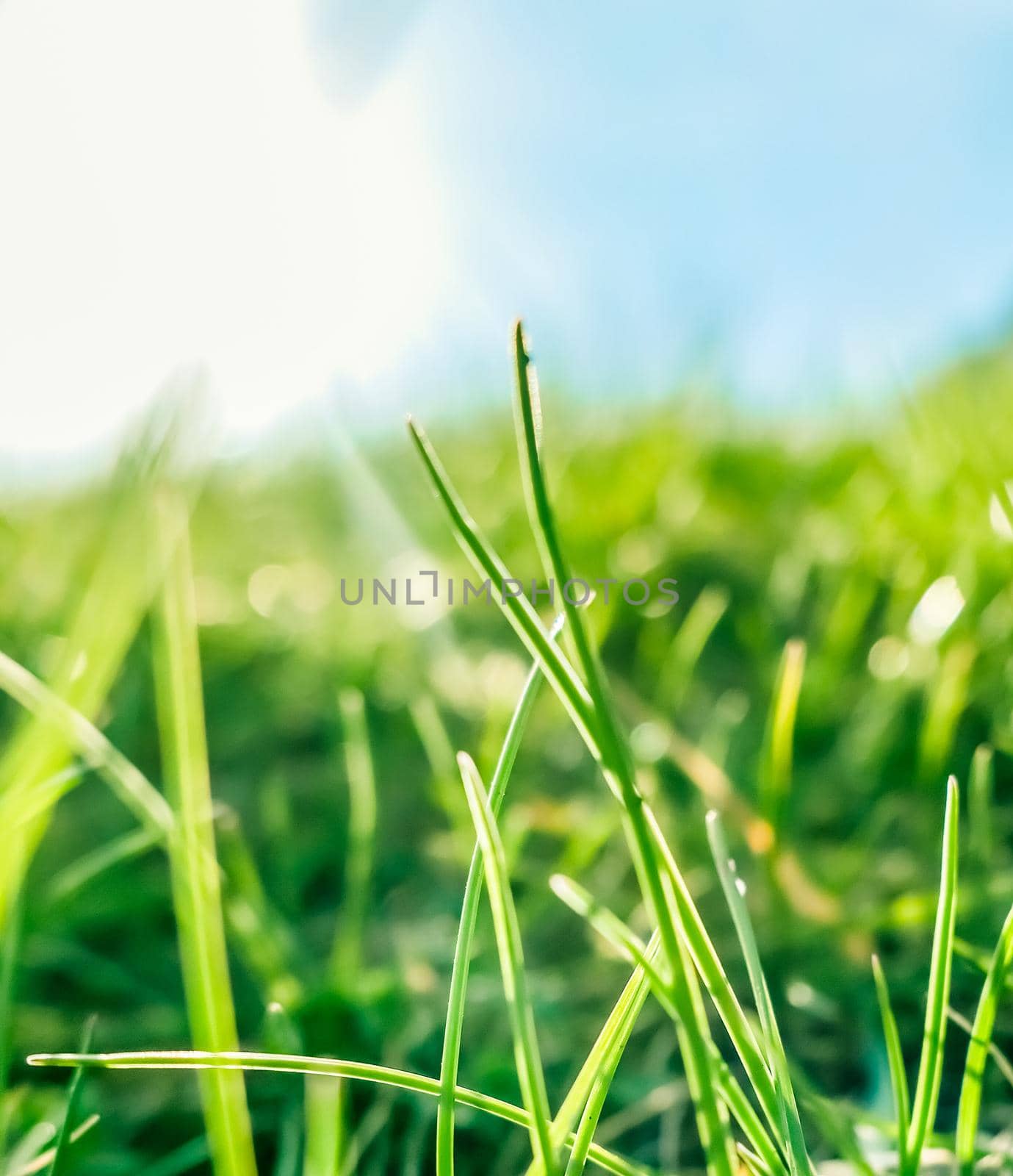 Fresh grass and sunny blue sky on a green field at sunrise, nature of countryside by Anneleven