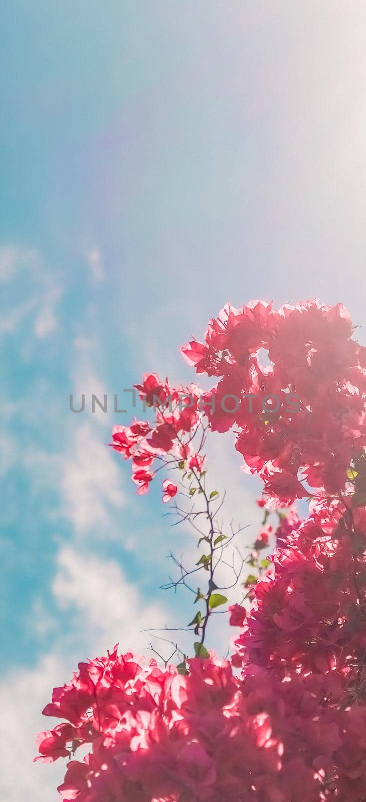 Coral blooming flowers and blue sky, feminine style background by Anneleven