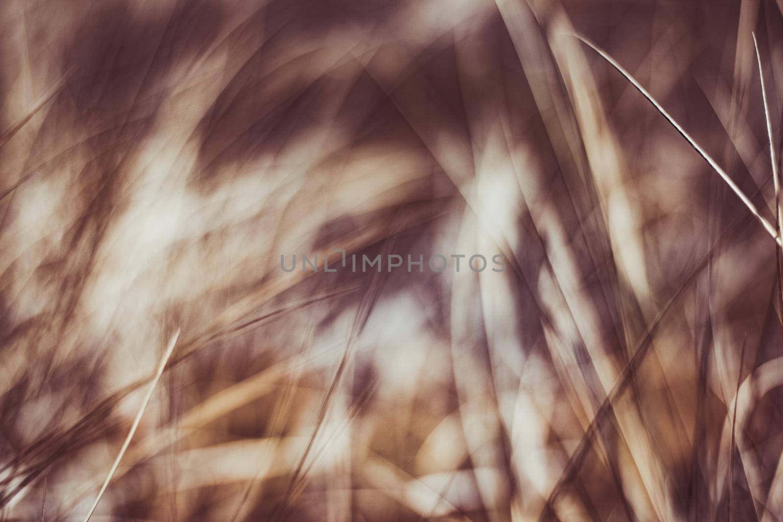 Rustic summer field by Anneleven