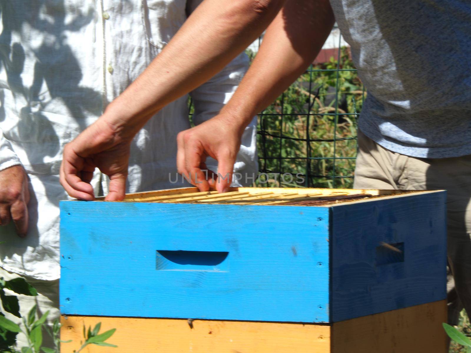 Beekeeper working with bees and beehives on the apiary. Beekeeping concept. Beekeeper harvesting honey Beekeeper on apiary.