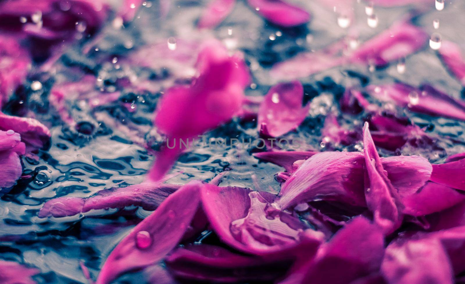 Beauty of nature, dream garden and wedding backdrop concept - Abstract floral background, purple flower petals in water