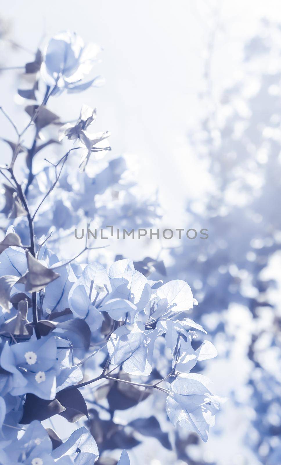 Flower background, spring nature and botanical beauty concept - Blue floral composition