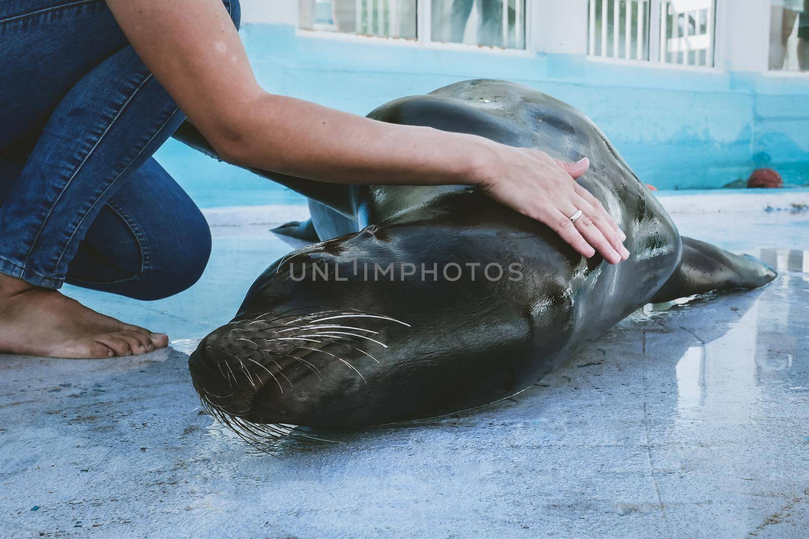 Veterinarian training of South American sea lion in zoo by RosaJay