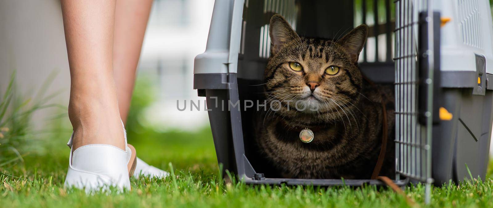 A gray striped cat lies in a carrier on the green grass in the open air next to the feet of the owner. by mrwed54