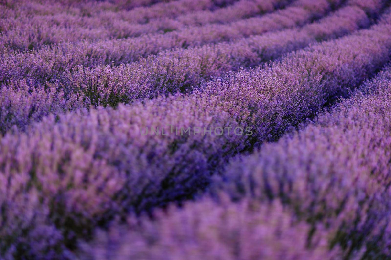 Lavender flower blooming scented fields in endless rows. by Matiunina
