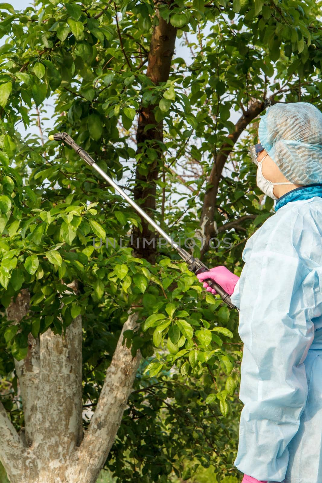 Woman in a protective suit is spraying apple trees from fungal disease or vermin using a pressure sprayer with chemicals in the orchard.