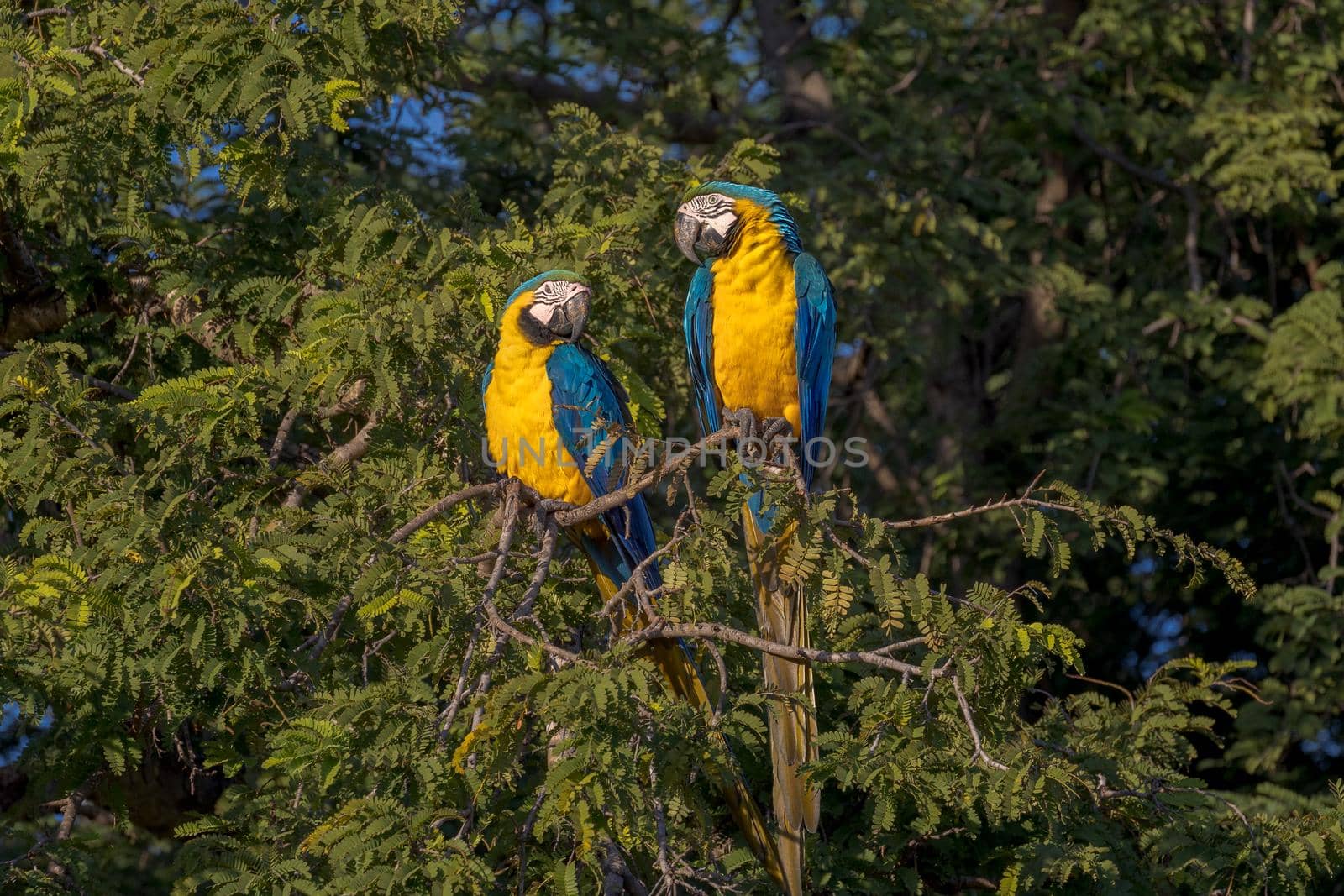 Blue-and-yellow macaws perching in a tree in the Pantanal of Brazil