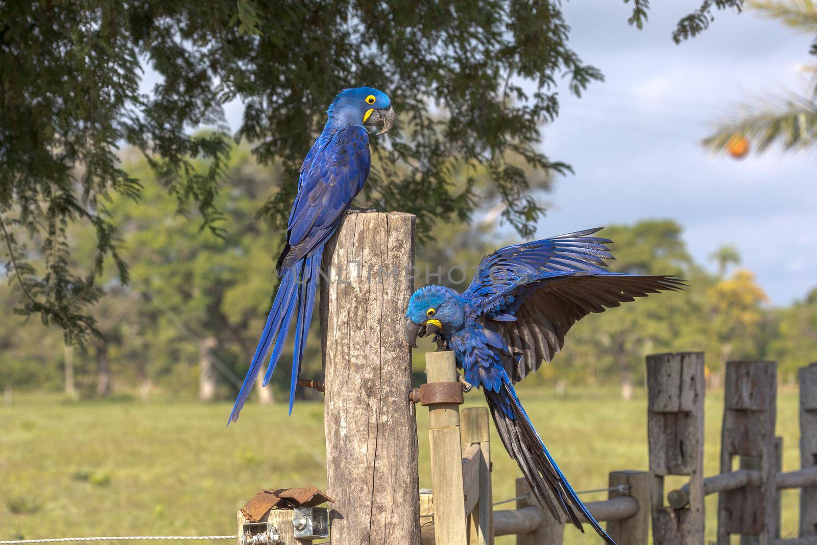 Two bright blue Hyacinth Macaws, Anodorhynchus hyacinthinus, squabble on a fence in the Pantanal of Brazil.