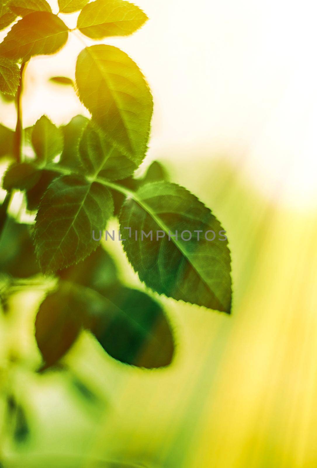 Nature background, sustainable solar energy, environmental concept - Fresh green leaves in spring