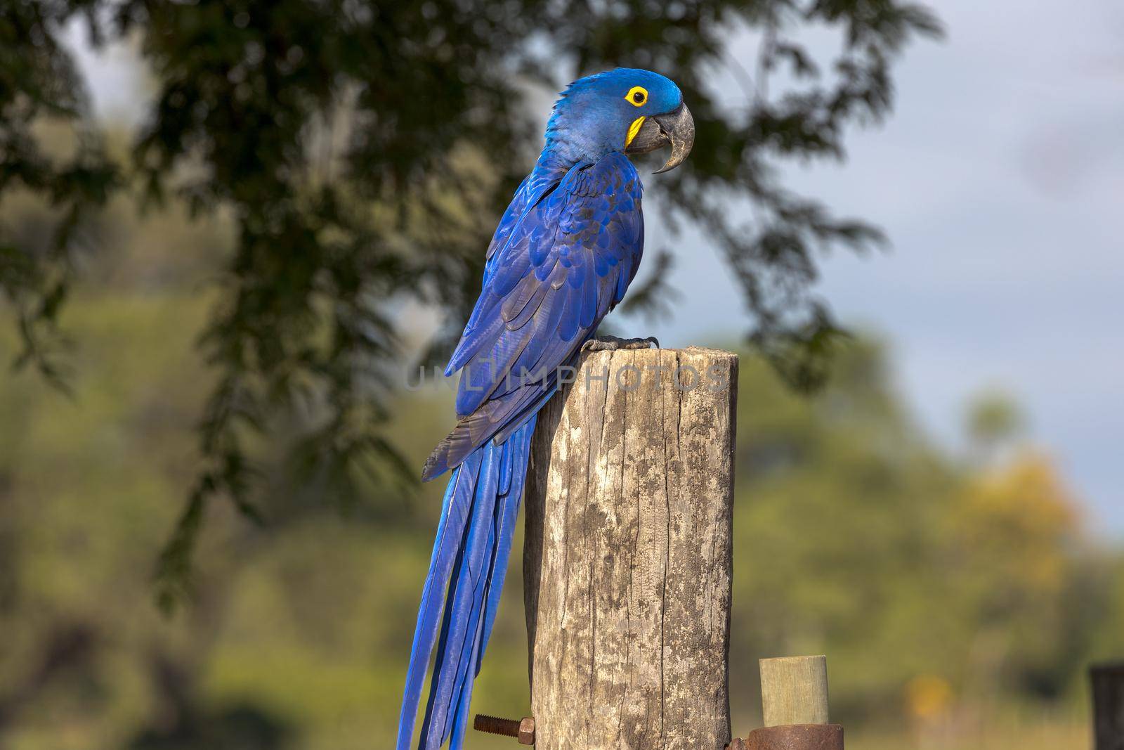 A bright blue Hyacinth Macaw perched on a fencepost in the Pantanal of Brazil.
