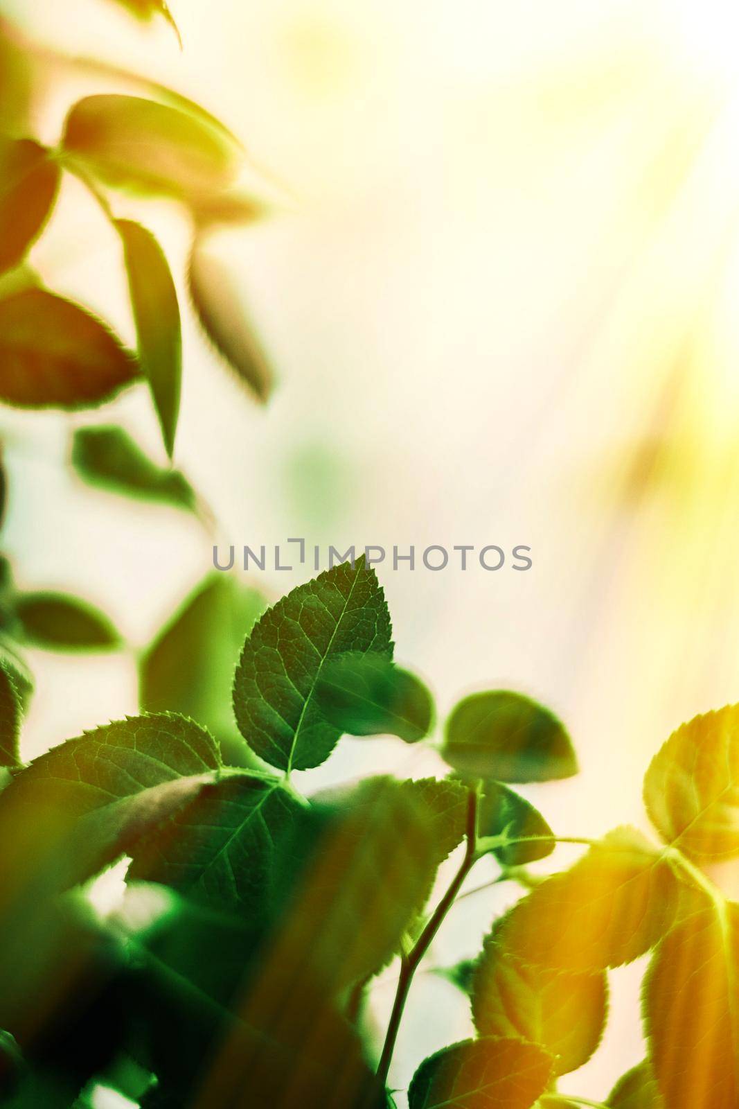Fresh green leaves in spring by Anneleven