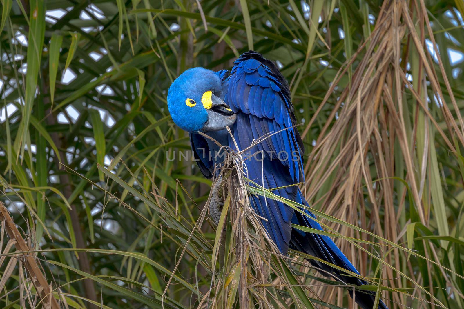 A bright blue Hyacinth Macaw, Anodorhynchus hyacinthinus, preening its feathers in a tree in the Pantanal of Brazil.
