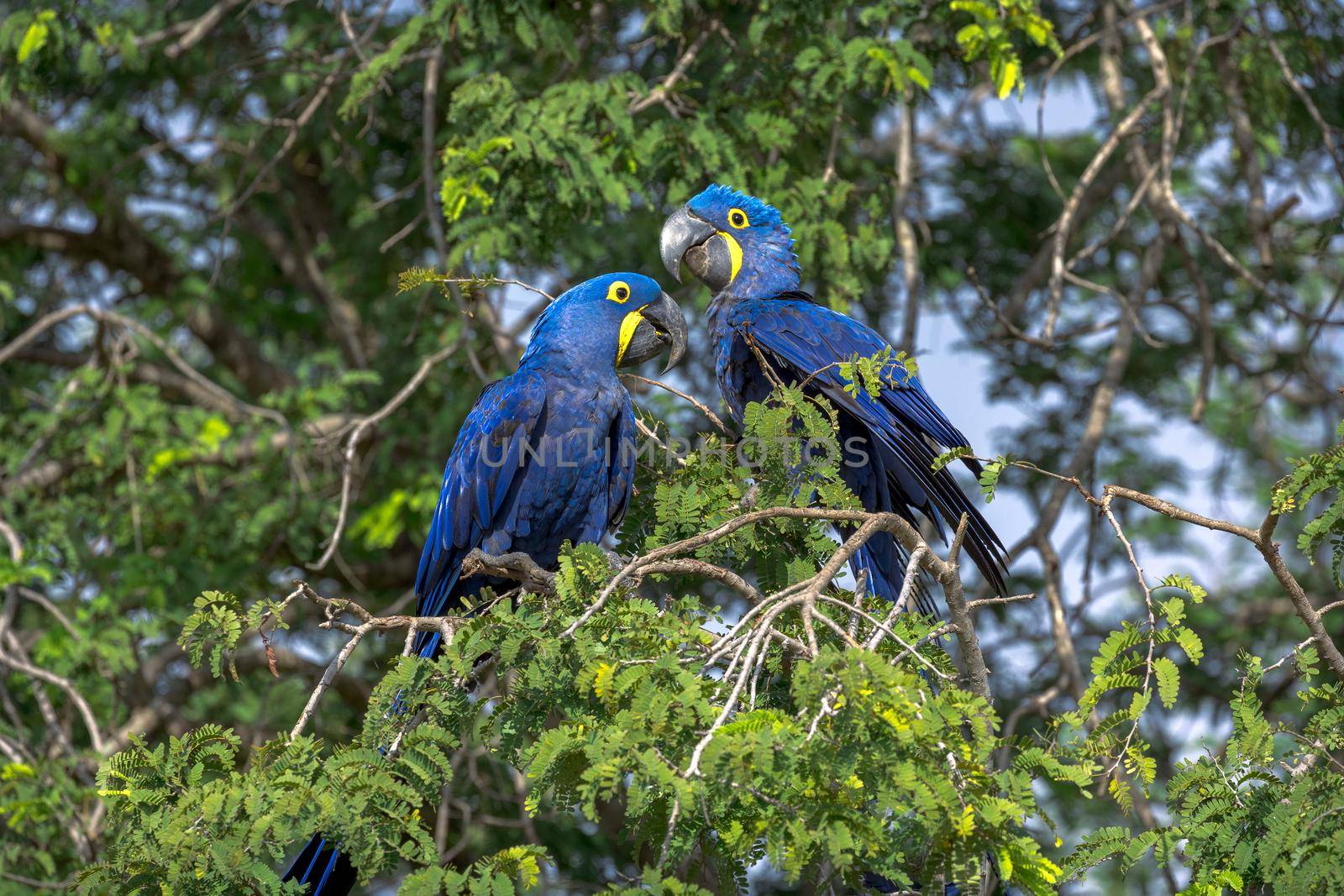 A pair of Hyacinth Macaws perching in a tree in Brazil by timo043850