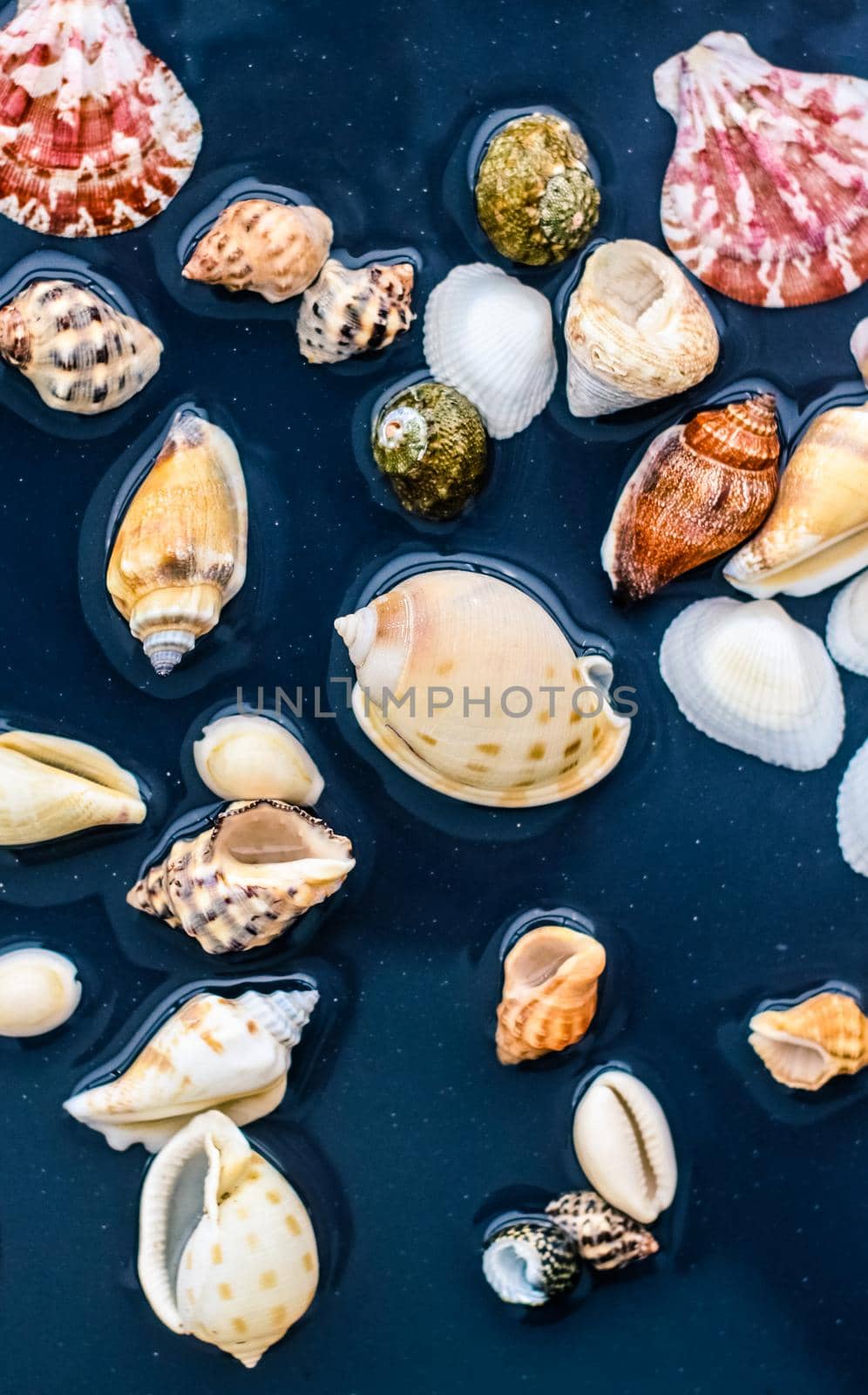 Sea shell background, summertime destination and beach holiday travel card by Anneleven