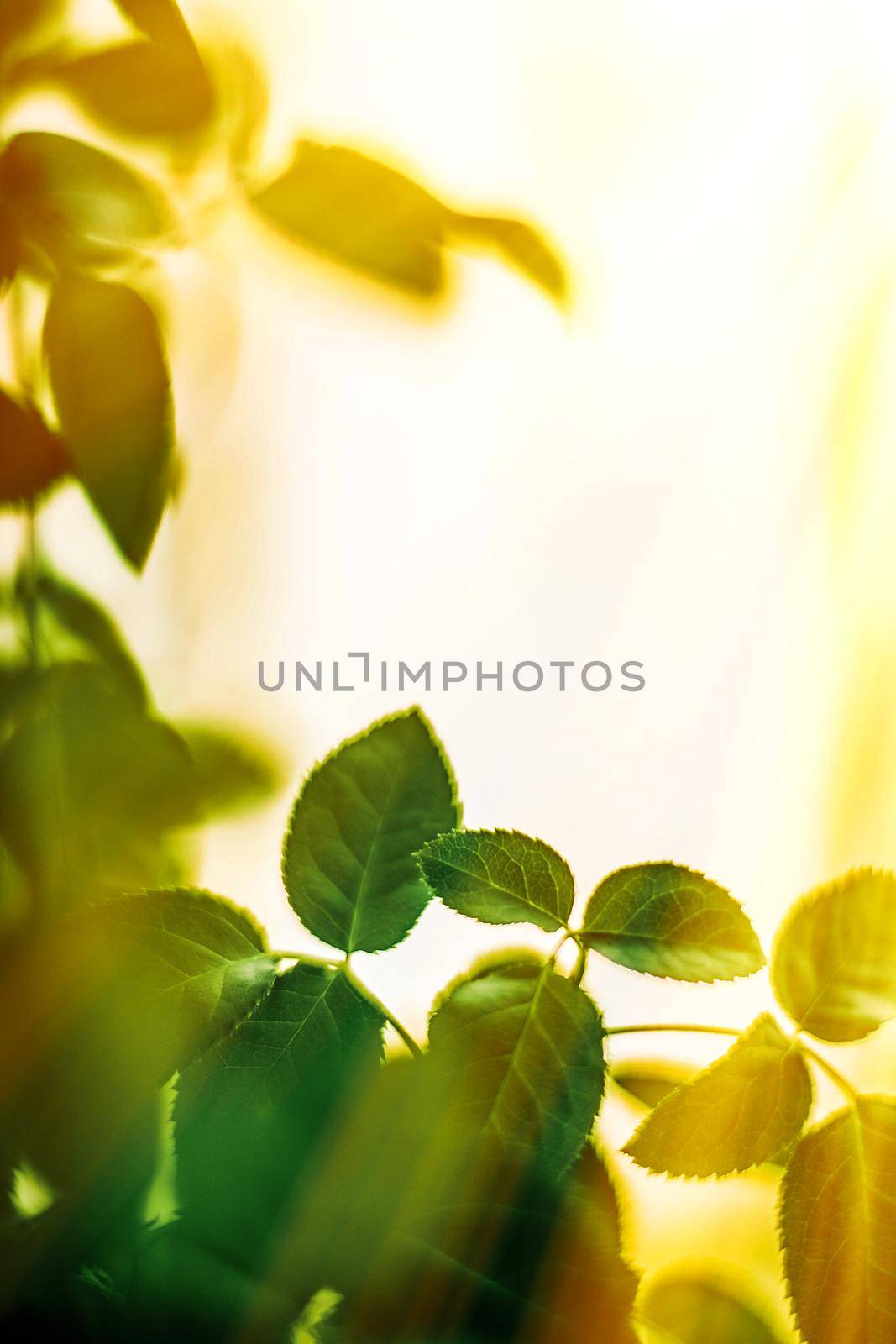 Fresh green leaves in spring by Anneleven