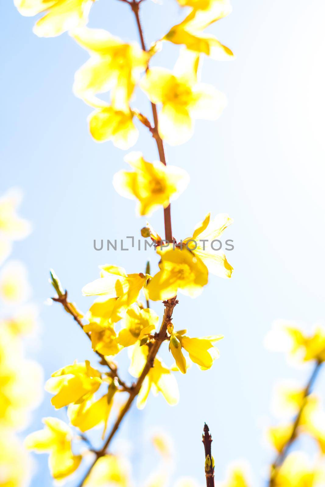 Nature in spring, wedding invitation and floral composition concept - Beautiful yellow flowers and blue sky as background