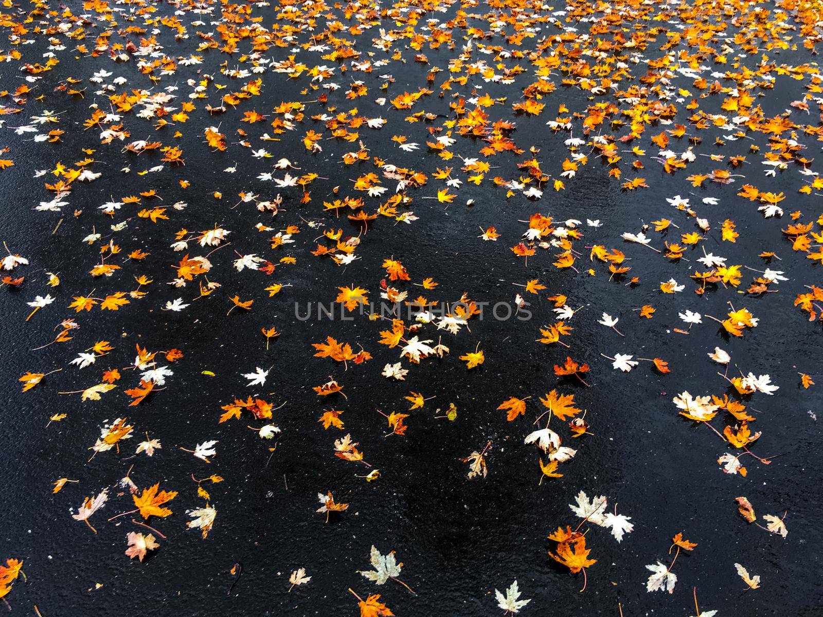 Fall season, weather and environment concept - Autumn leaves and trees, nature background