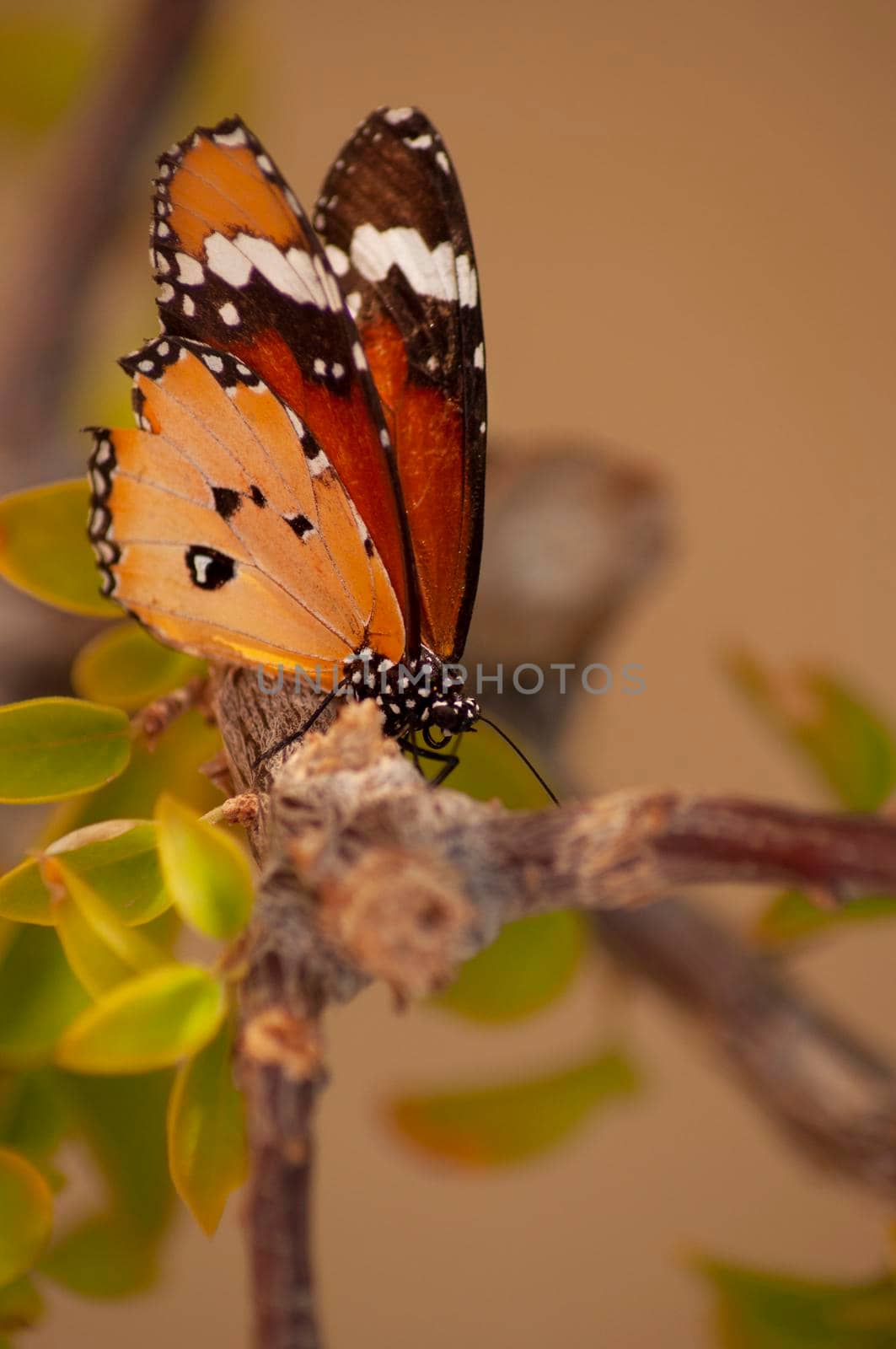 bright orange butterfly sits on a branch on a yellow background nature, insects in nature collect nectar. High quality photo
