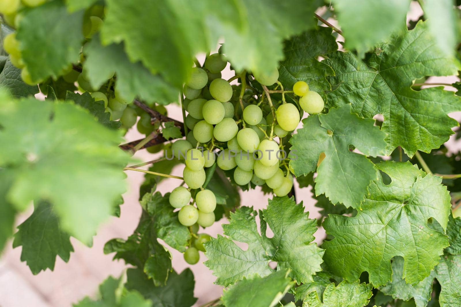 natural view of vineyard with grapes in the nature by Andelov13