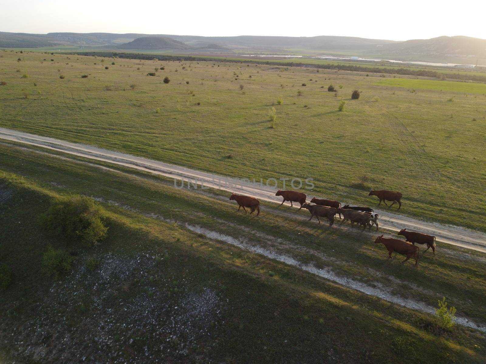 AERIAL: Flying over a small herd of cattle cows walking uniformly down farm road on the hill. Black, brown and spotted cows. Top down view of the countryside on a sping sunset. Idyllic rural landscape by panophotograph