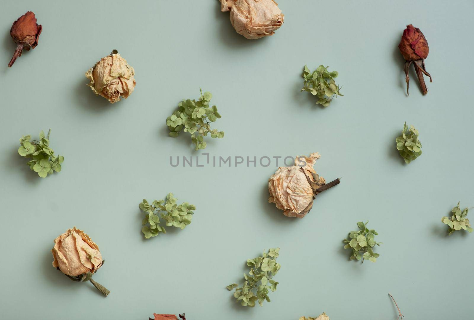 Autumn composition flat lay with pattern from dried hydrangea flowers, roses and petals on pastel green colored background.