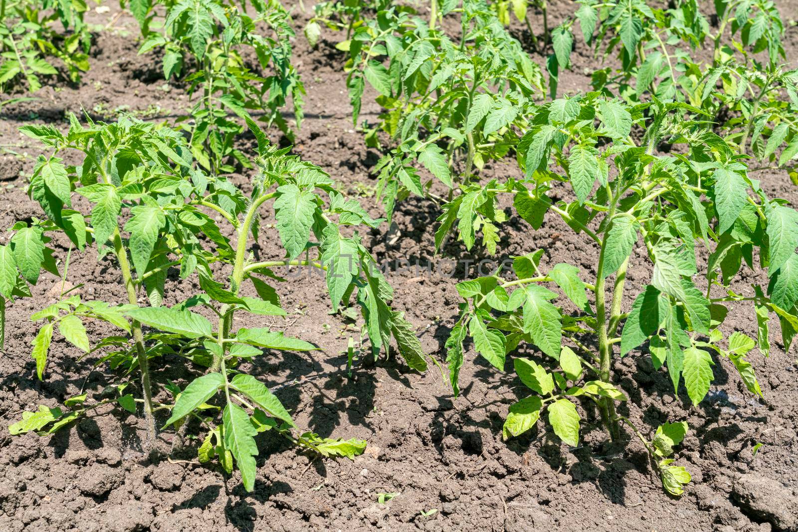 young tomato sprouts in the garden close-up by roman112007