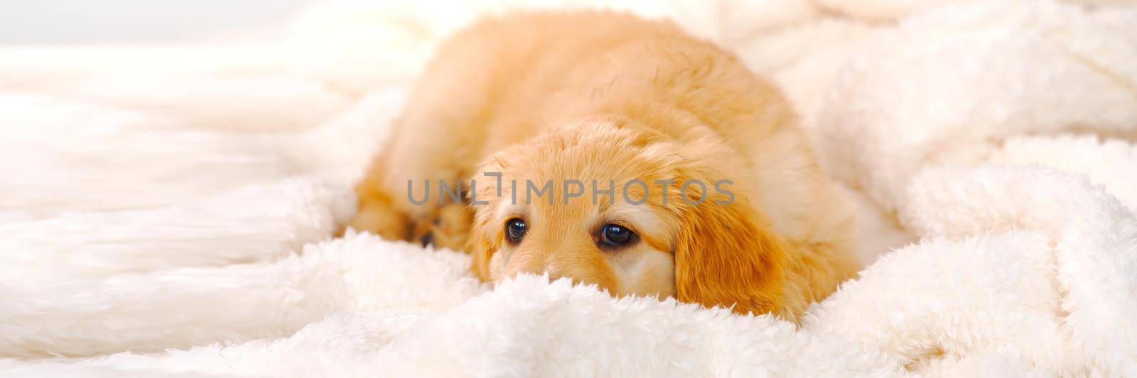 cute sleepy young puppy. Golden puppy on white background. Hovawars breed. sweet dream, dreaming dog