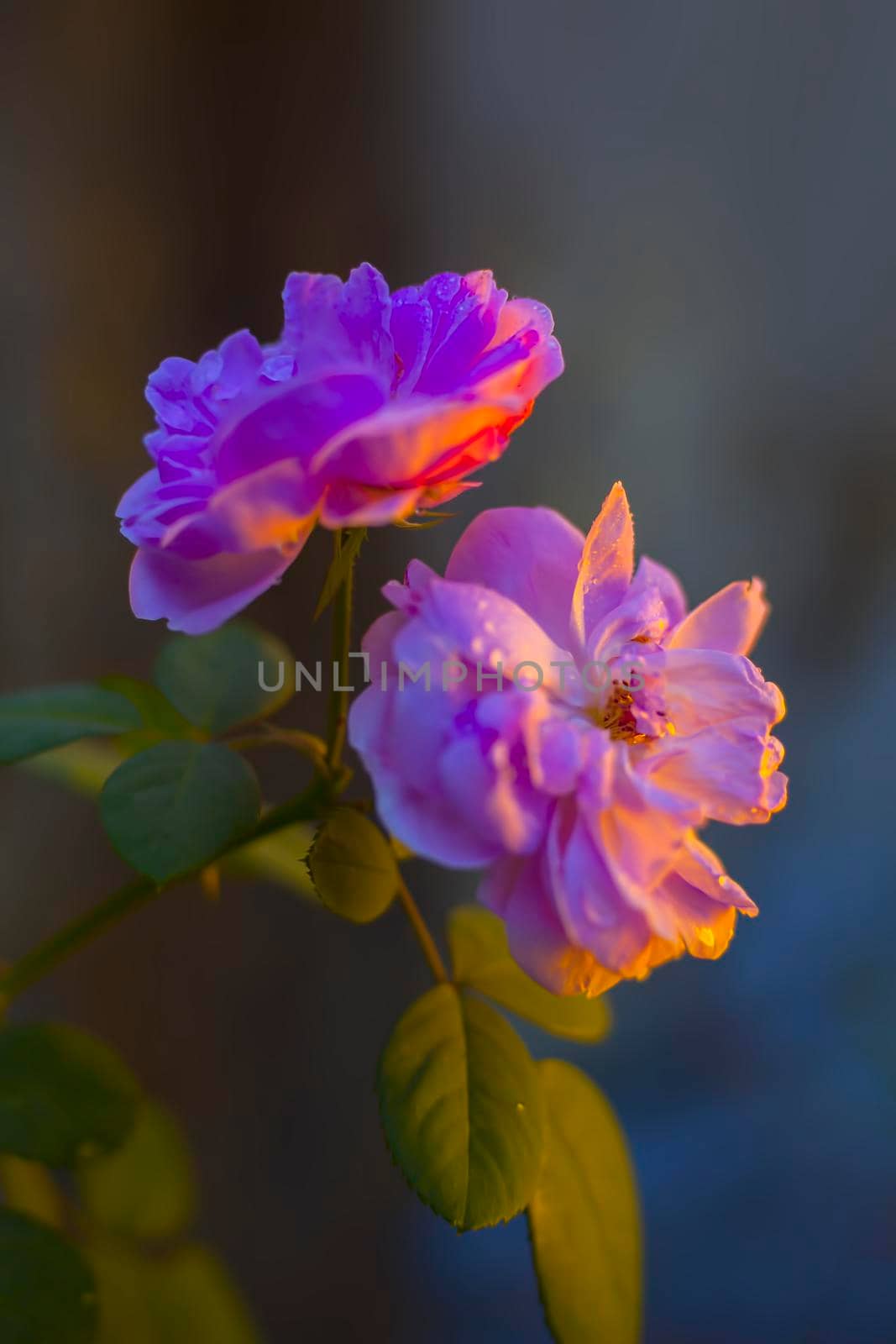 Creative shot of pair of roses on the shrub, pink-colored roses on the plant. Concept of Valentine's day.;