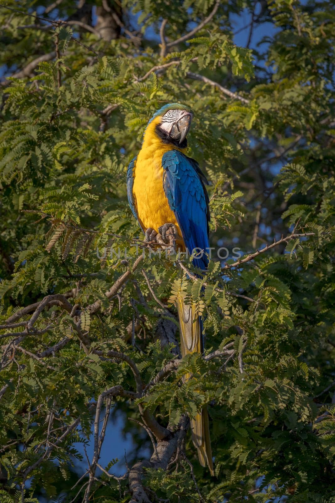Blue-and-yellow macaw perching in a tree in the Pantanal of Brazil