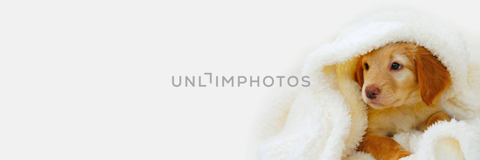 hovawart puppy. Cute Muzzle sleeping puppy looks out from under white blankets. by PhotoTime