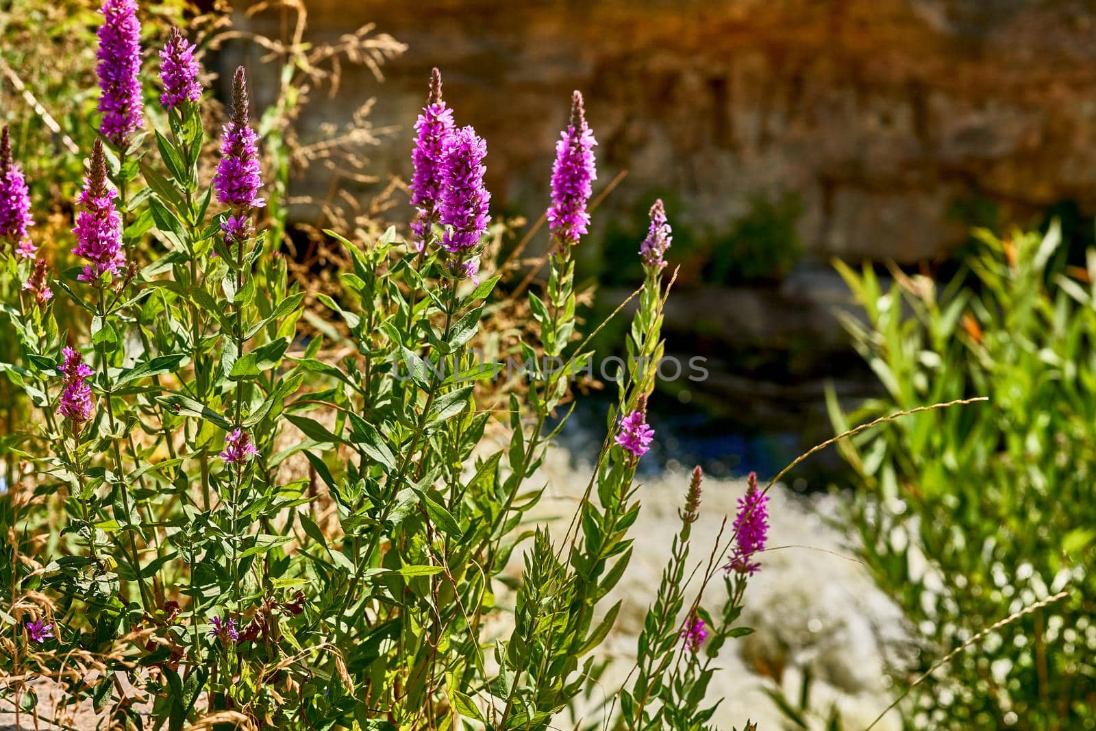 a plant of temperate regions that typically has leaves similar to those of the willow and pink or pale purple flowers.