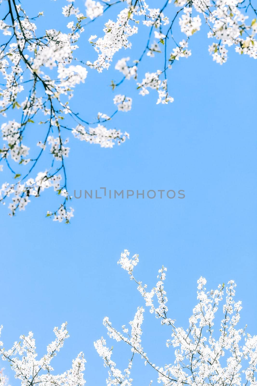 Cherry tree blossom and blue sky, white flowers as nature background by Anneleven