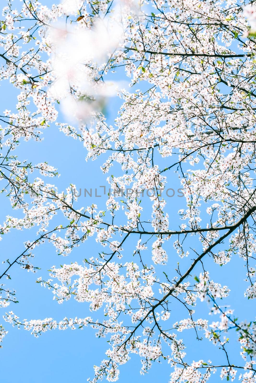 Floral beauty, dream garden and natural scenery concept - Cherry tree blossom and blue sky, white flowers as nature background