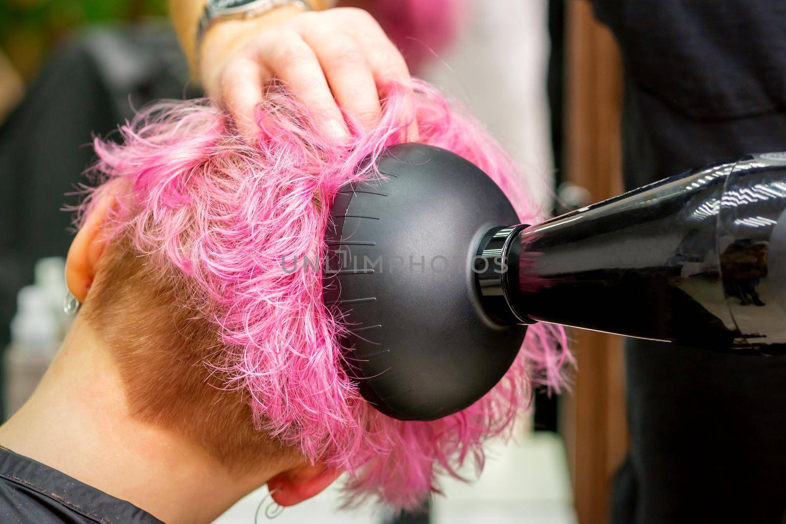 A male hairdresser professional drying stylish pink hair of the female client with a blow dryer in a beauty salon
