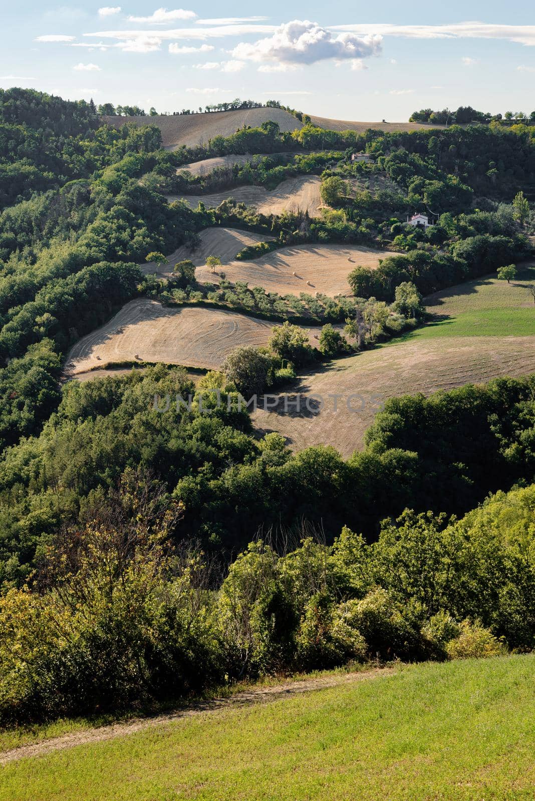 View of the fields and trees near Belvedere Fogliense in the Marche region of Italy by MaxalTamor