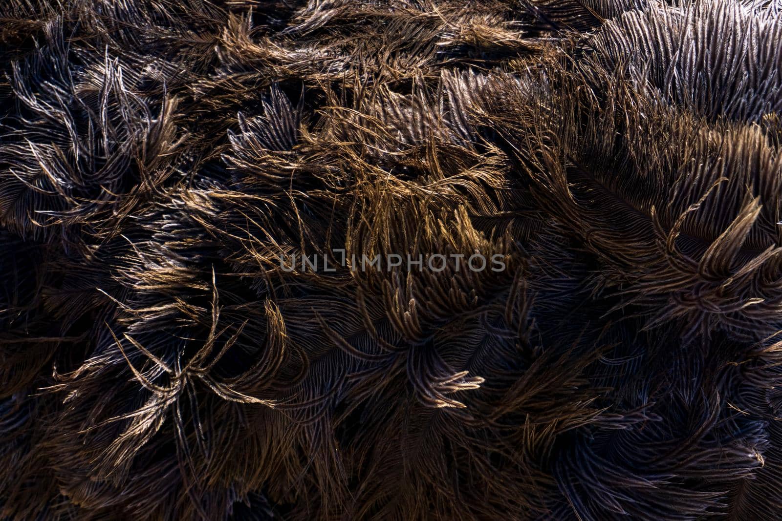 Brown ostrich feathers and down background close up