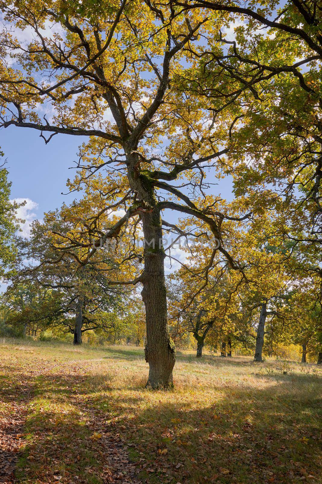 View of green big trees in oak forest on a sunny summer day, nature concept background.