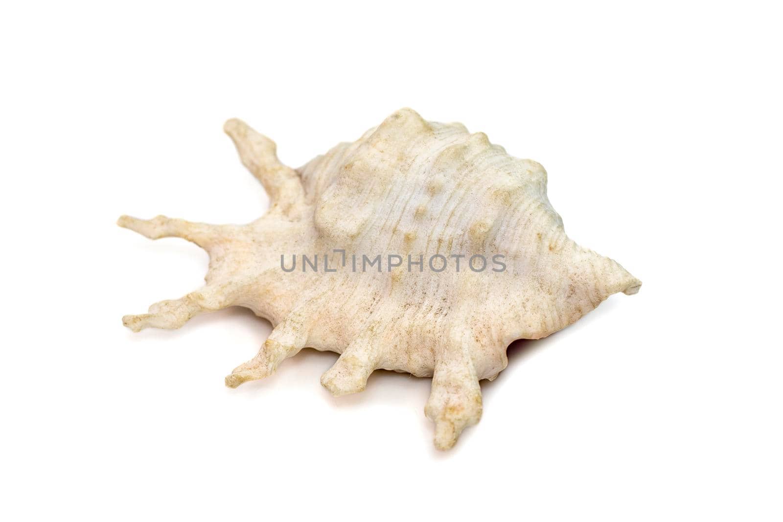 Image of lambis scorpius sea shell, common name the scorpion conch or scorpion spider conch, is a species of large sea snail, a marine gastropod mollusk in the family Strombidae, the true conchs on a white background. Undersea Animals.