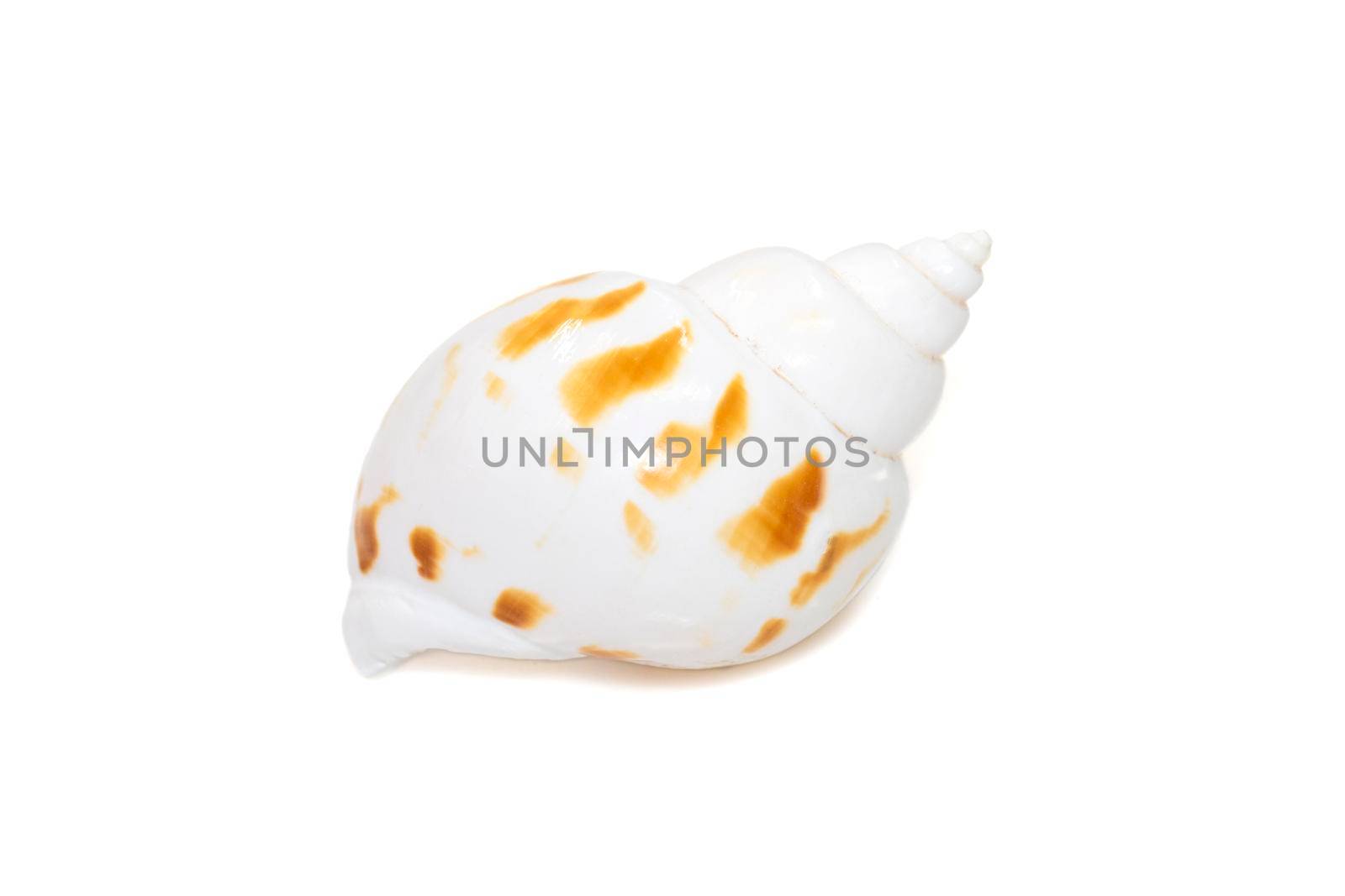 Image of babylonia areolata is a species of sea snail, a marine gastropod mollusc in the family Babyloniidae isolated on white background. Undersea Animals. Sea Shells. by yod67